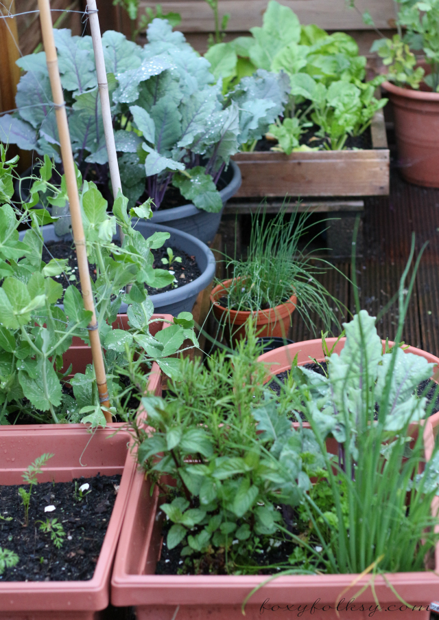 CONTAINER GARDENING: EASY VEGETABLES TO GROW - Foxy Folksy